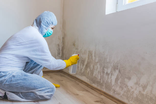 Licensed Mold Remediation service in Hershey, PA - WQB Mold Removal